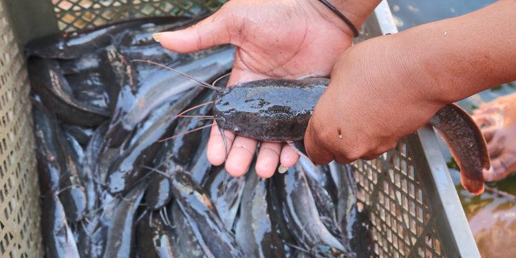 Panen 51 Kg Lele, Lapas Batulicin Putar Hasil Penjualan untuk Budidaya Berikutnya
